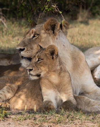 Two members of the Southern pride rest under a Tamboti thicket. Two members of the Southern pride rest under a Tamboti thicket.