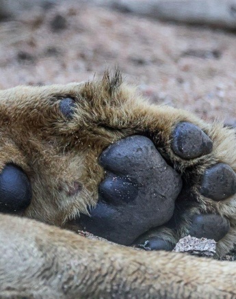 The paw of a member of the Msuthlu pride. The paw of a member of the Msuthlu pride.