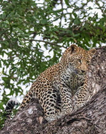 One of the Ntsumi cubs watches a pride of lions from the safety of a tree. One of the Ntsumi cubs watches a pride of lions from the safety of a tree.