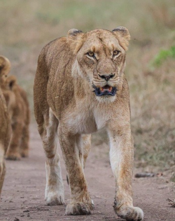 Resting next to the water patiently waiting for the sun to rise so they can warm up their bodies Resting next to the water patiently waiting for the sun to rise so they can warm up their bodies