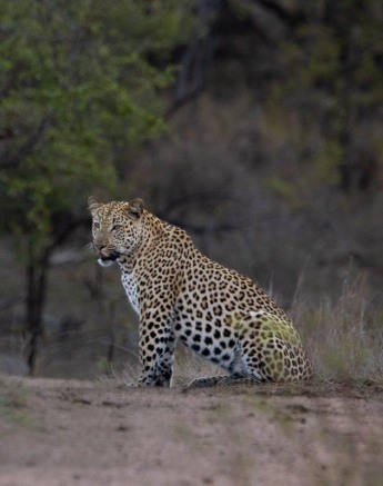 Sabi Sabi Ronald Mutero Nkuwa Male Sitting Sabi Sabi Ronald Mutero Nkuwa Male Sitting