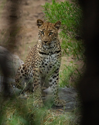 A26Dieter Lategan Golonyi 310123 02 Final