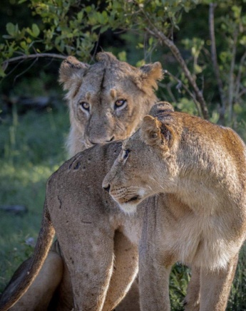 Two of the Styx pride females. 