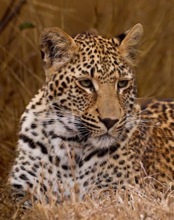 Ntsumi's cub lying in the grass, blending into the surroundings as it waits for its mother to return.