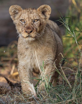 A Msuthlu Pride cub with a blood-covered nose after feeding on a fresh kill.