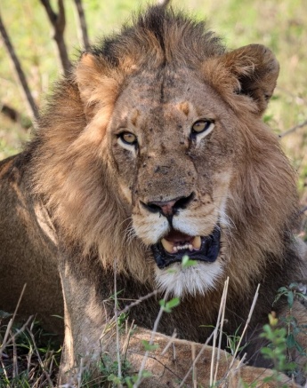 Sabi Sabi Jan Nel Mwaswishaka Male