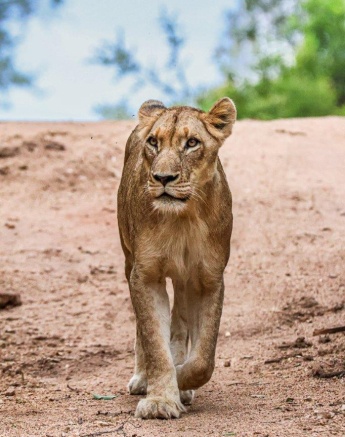 Southern Pride Lion Ruan Mey Southern Pride Lion Ruan Mey