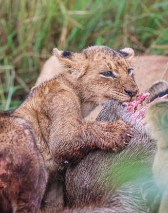 A cub of the Southern Pride enjoys a meal. A cub of the Southern Pride enjoys a meal.