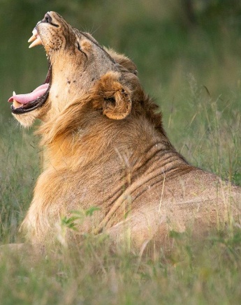 A member of the Styx pride yawns, bearing its deadly teeth. A member of the Styx pride yawns, bearing its deadly teeth.