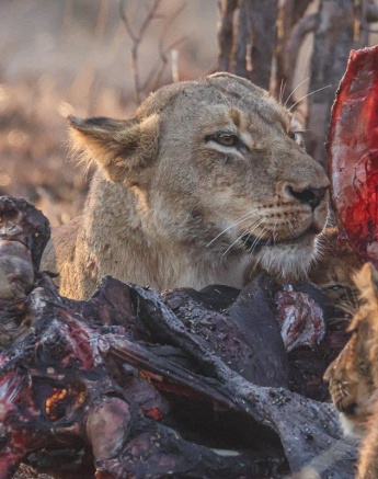 Successful hunt for the Southern Pride