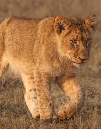 Cubs from the Msuthlu Pride walking together towards a waterhole, led by their lionesses.
