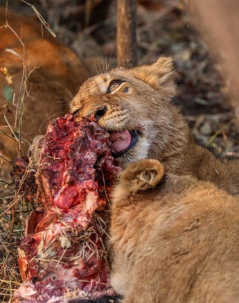 The Msuthlu Pride devouring a blue wildebeest kill, showcasing a successful hunt.