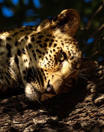 Ntsumi's cub resting in the shadows, remaining hidden and safe while its mother hunts.