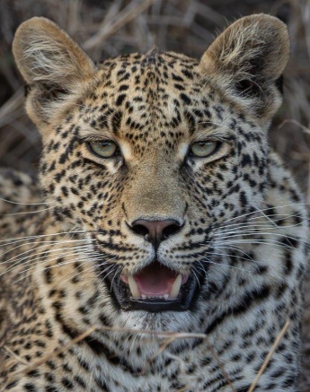 Detailed close-up of Ntsumi’s cub, highlighting her attentive gaze and smooth coat.