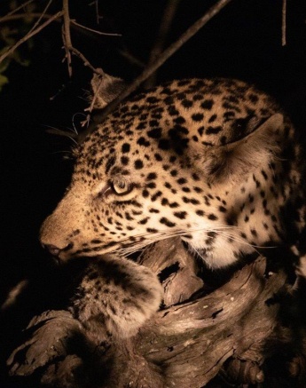 A06Jason Street   Leopard   080323   1