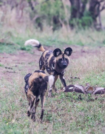 The water thick-knee opened her wings and tried to look bigger, intimidating the wild dogs.