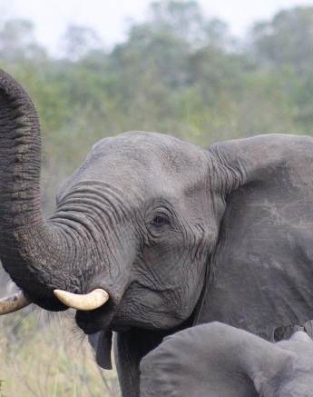 As these elephants raise their trunks high in the air, they are giving themselves the ability to get a better idea of all the scents around them. As these elephants raise their trunks high in the air, they are giving themselves the ability to get a better idea of all the scents around them.