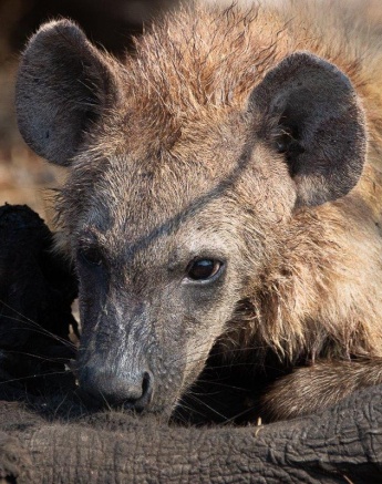 Hyenas scavenging around an elephant carcass, illustrating the ecosystem.