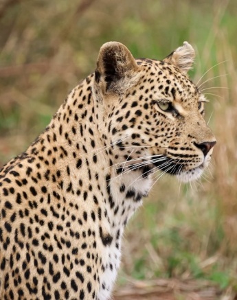 Sabi Sabi Jan Nel Golonyi Sub Adult