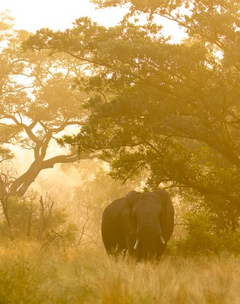 An elephant emerges from the forest in the low light of the late afternoon.