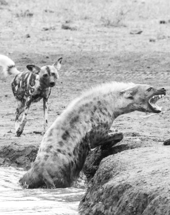 A hyena emerges from a water source towards two wild dogs