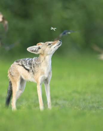 The diverse and natural behaviour of the environment