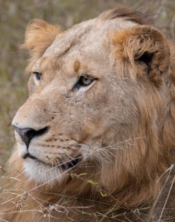 A21aJP Van Rooyen   Kambula Breakaway 20230522 2