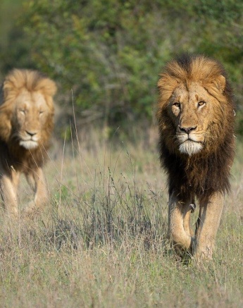 The two Gijima male lions walk through the bush looking for some shade. The two Gijima male lions walk through the bush looking for some shade.