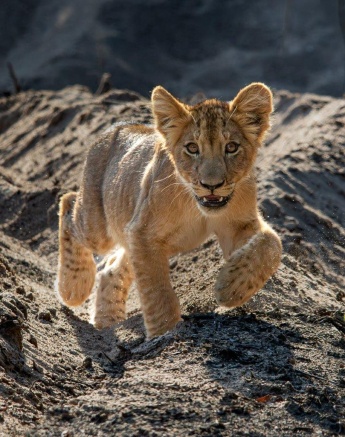 A Msuthlu cub explores the area in the safe proximity of its mother. A Msuthlu cub explores the area in the safe proximity of its mother.