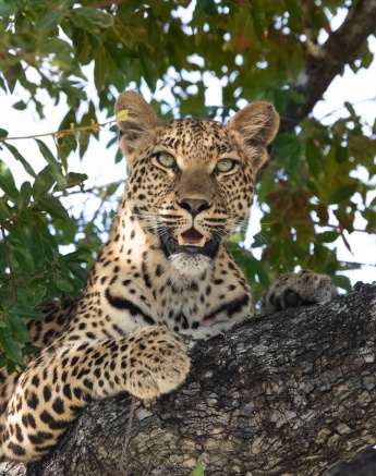 A21Jason Street   Golyoni   250123   2 Final