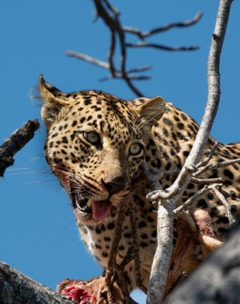 The female leopard was feeding on the remains of a small impala kill which we assume she’d killed the night before. The female leopard was feeding on the remains of a small impala kill which we assume she’d killed the night before.