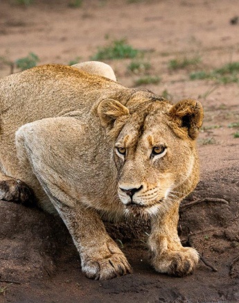 A female from the Styx Pride drinks water to help digest a big meal. A female from the Styx Pride drinks water to help digest a big meal.