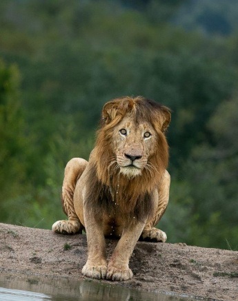 Gijima Male Lion Ronald Mutero