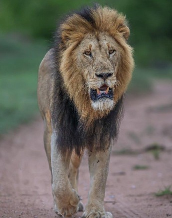The Gijima male lion marks his territory by walking along its borders. The Gijima male lion marks his territory by walking along its borders.
