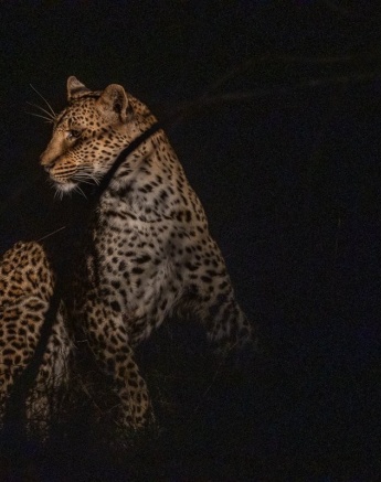 Sabi Sabi Ronald Mutero Kurhula