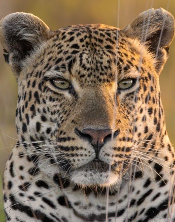 Khulwana, a stunning male leopard is lit perfectly by the setting sun. 
