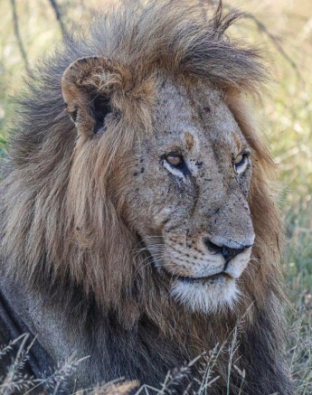 Ruan Mey Gijima Lion