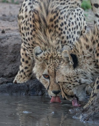 Sabi Sabi Ruan Mey Cheetahs