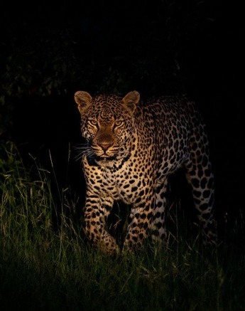 The Khulwana male leopard in a rare sighting.