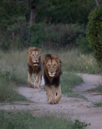 Two of the Gijima males walk down showing their dominant presence. Two of the Gijima males walk down showing their dominant presence.