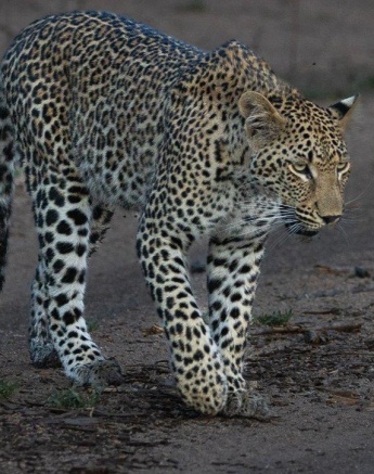 Khurhula the leopard walks stealthily through the wilderness at Sabi Sabi. Khurhula the leopard walks stealthily through the wilderness at Sabi Sabi.