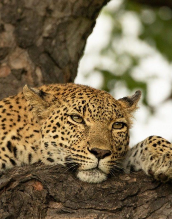 a25andries-leopard.kegelia-060323-1.jpg A25andries Leopard.kegelia 060323 1