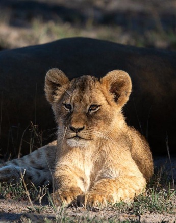 A cub from the Southern Pride relaxes in the sun between playtimes.