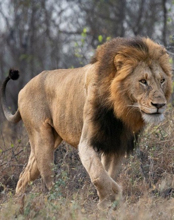 A Gijima male lion walks through the dry veld.