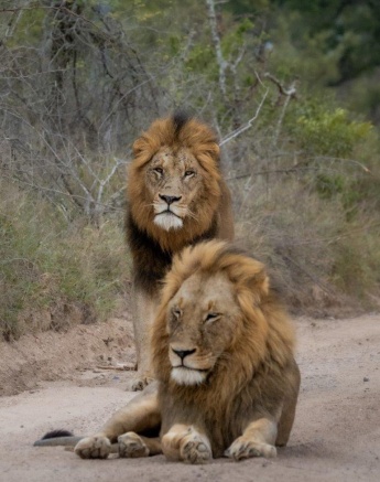 We came across the two male lions known as the Gijima lions on a morning game drive from Sabi Sabi. 