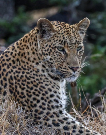 Portrait of Golonyi, the leopard, highlighting her alert and focused gaze as she hunts.