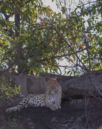 Golonyi, female leopard, stares into the eyes of onlookers.