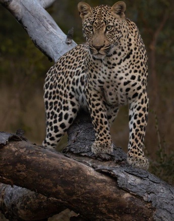 A08JP Van Rooyen Makumu 20230505 1 A08JP Van Rooyen Makumu 20230505 1