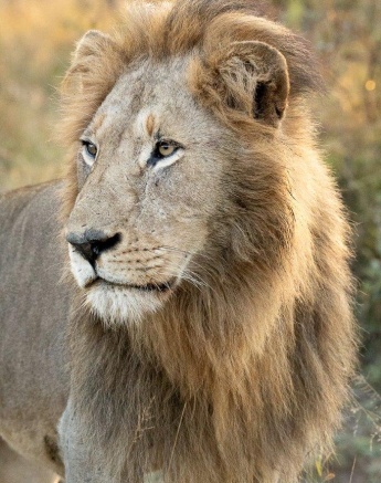 One of the magestic Gijima males. 