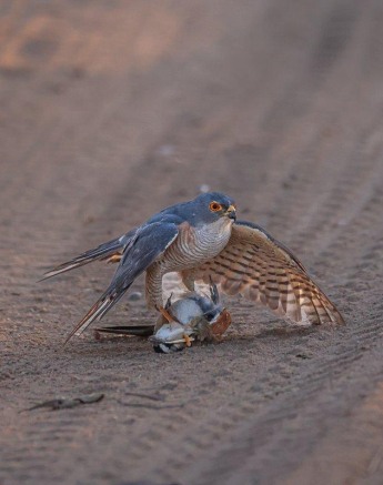 Sabi Sabi Ronald Mutero Little Sparrowhawk Pinned To Ground Sabi Sabi Ronald Mutero Little Sparrowhawk Pinned To Ground